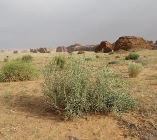 Whole plant