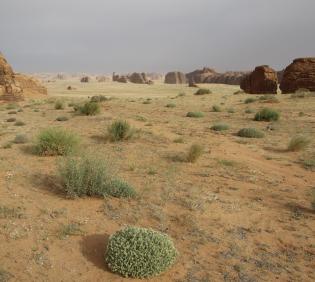Artemisia monosperma and its surroundings