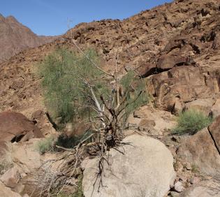 Whole plant
