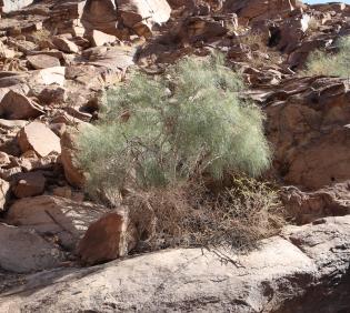 Whole plant