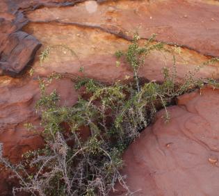 Whole plant