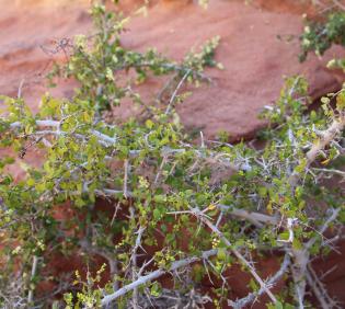 Whole plant