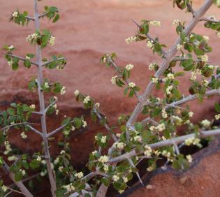 Sageretia thea flowers