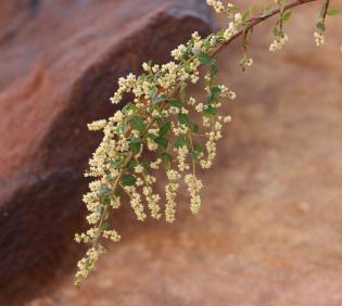 Sageretia thea flowers