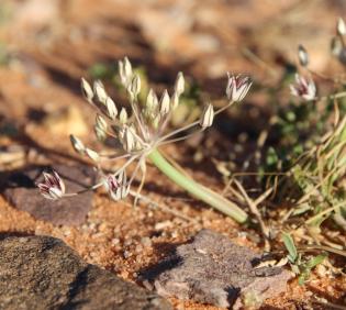 Flowers of Allium sindjarense