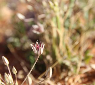 Flower of Allium sindjarense