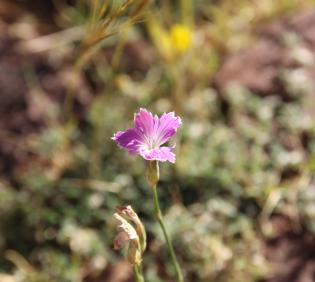 Dianthus strictus flower