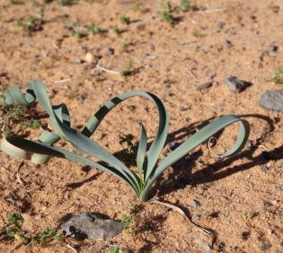 Pancratium sickenbergeri leaves