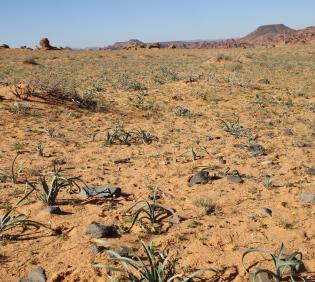 Pancratium sickenbergeri in Sandy plains and dunes of Harrat Uwayrid