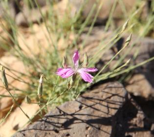Dianthus strictus flower