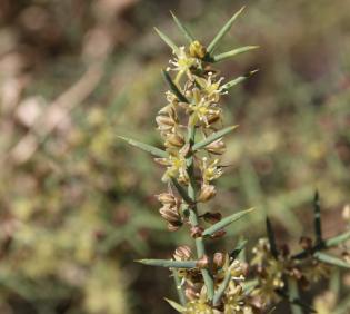 Asparagus horridus flowers
