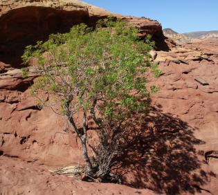 Whole plant