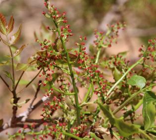 Pistacia khinjuk flowers