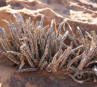 Whole plant