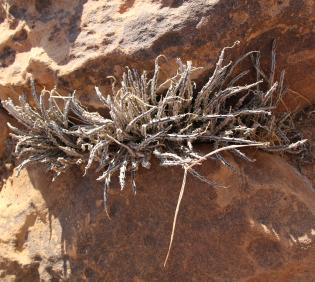 Whole plant