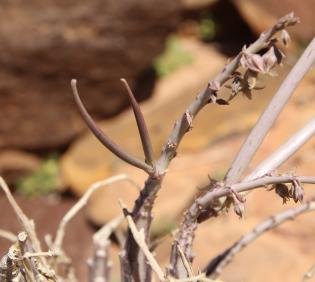 Caudanthera sinaica fruits