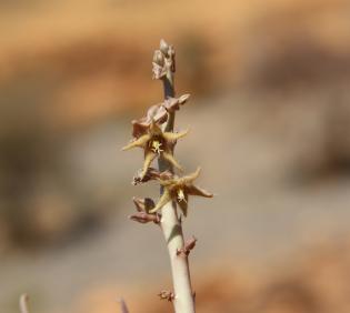 Caudanthera sinaica flower