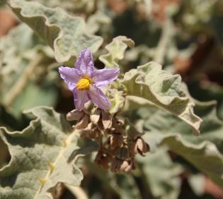Solanum incanum flower