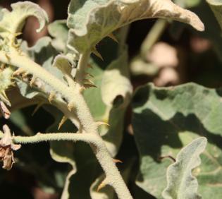 Solanum incanum thorns