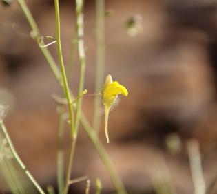Kickxia pseudoscoparia flower