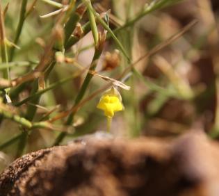 Kickxia pseudoscoparia flower