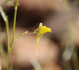 Kickxia pseudoscoparia flower
