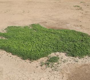 Whole plant