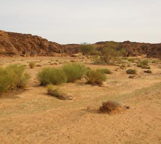 Whole plant