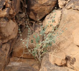 Whole plant