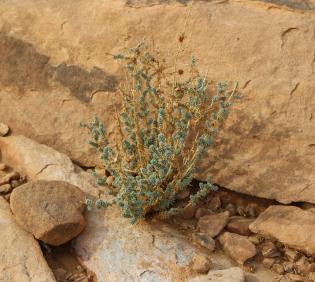 Whole plant