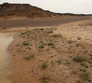 Pulicaria undulata on ephemeral flooded depressions