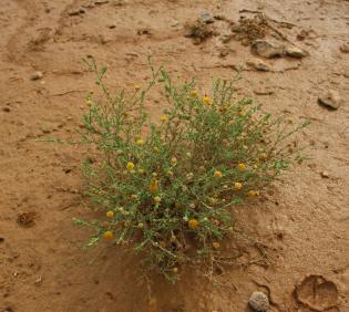 Whole plant