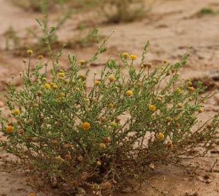 Whole plant