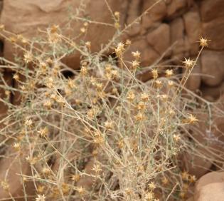 Whole plant