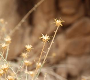 Centaurea scoparia fruits