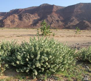 Whole plant