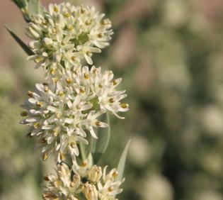 Solenostemma arghel flowers