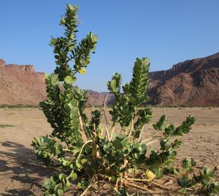 Whole plant