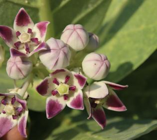 Calotropis procera flowers