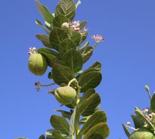 Calotropis procera fruits
