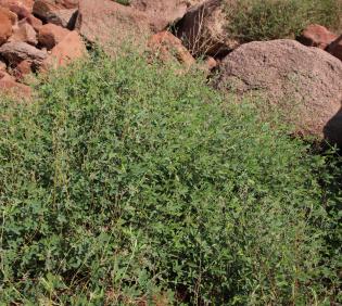 Whole plant