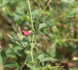 Tephrosia purpurea subsp. apollinea flower