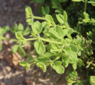 Zygophyllum molle leaves
