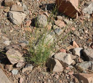 Whole plant