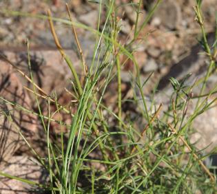 Kohautia caespitosa leaves
