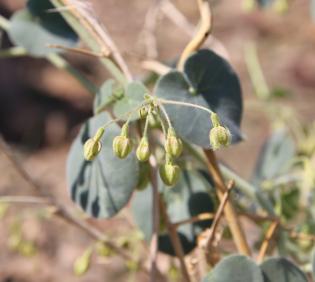 Pergularia tomentosa flowers