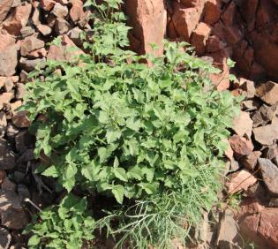 Whole plant