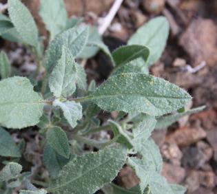 Trichodesma africanum leaves