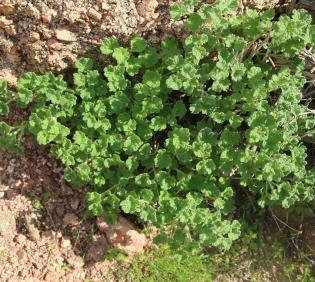 Whole plant