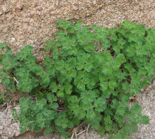 Whole plant
